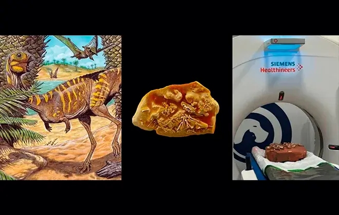 Tomografia computadorizada ajuda a desvendar segredos de dinossauro de 90 milhões de anos no Brasil