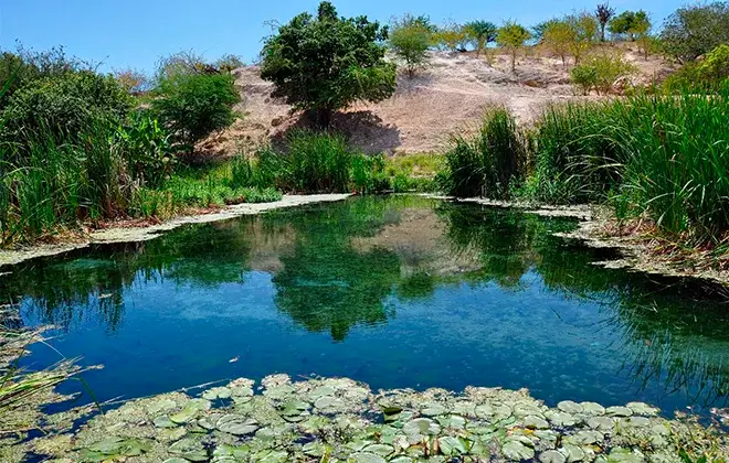 Estudo da Unesp aponta Caatinga como protagonista na captura de carbono no país
